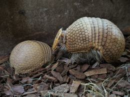 W opolskim zoo urodził się pancernik. Maluch ma już miesiąc