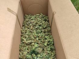 Zlikwidowano plantację konopii. Zabezpieczono 280 krzewów i ponad 50 kg suszu!
