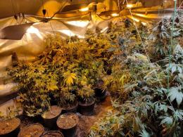 Zlikwidowano plantację konopii. Zabezpieczono 280 krzewów i ponad 50 kg suszu!