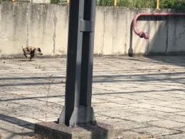 Dziki na terenie zakładu chemicznego. Na pomoc przyszli strażacy