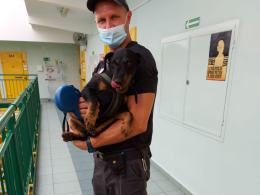 Rozpoznają m.in. przemycane środki odurzające czy narkotyki. Przeszły szkolenie