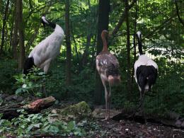 Żuraw mandżurski urodził się w opolskim zoo