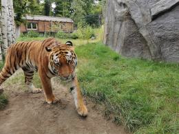 Zjadają ponad 5 ton mięsa rocznie. Przed nowymi mieszkańcami zoo zima