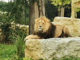 Zjadają ponad 5 ton mięsa rocznie. Przed nowymi mieszkańcami zoo zima