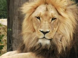 Zjadają ponad 5 ton mięsa rocznie. Przed nowymi mieszkańcami zoo zima