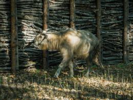 Nowa mieszkanka zoo - Dolores, to samica takina złotego