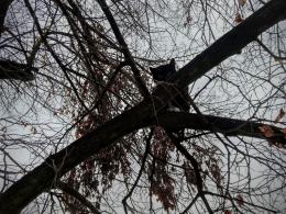 Strażacy pomogli psu, który utknął w ogrodzeniu oraz kotu...na drzewie