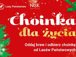 To już czas na świąteczną choinkę. Można ją dostać za darmo 