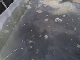 Decydujesz się na zakup żywego karpia? Zapewnij mu humanitarną podróż do domu