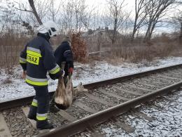 Udana akcja strażaków. Uratowali sarnę, która wpadła do silosu