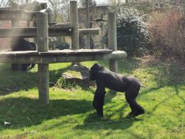 Kolejna podwyżka biletów do opolskiego ZOO
