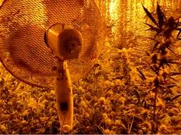 Zlikwidowana plantacja marihuany