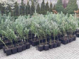 Zlikwidowana plantacja marihuany