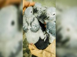 W Ogrodzie Zoologicznym w Opolu wykluły się kolejne pisklęta papugi żako