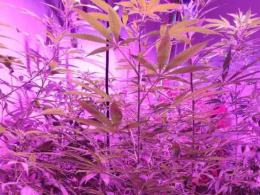 3 miesiące aresztu za nielegalną plantację marihuany