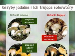 Wróciły i wyglądają, jak ich niegroźne bliźniaki. Strzeż się tych grzybów