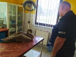 Policjanci uratowali młodego łabędzia