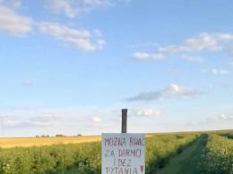Rolnikom nie opłaca się zbierać. Na polach stawiają specjalne tablice