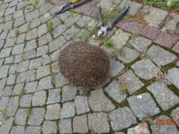 Chłopiec znalazł jeża w tarapatach. Pomogli strażnicy miejscy