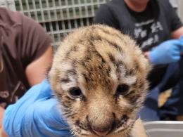 W opolskim zoo przyszły na świat 3 tygrysy!