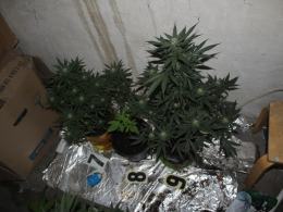 Nielegalna plantacja konopi zlikwidowana