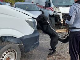 Czworonożni specjaliści od bomb oraz narkotyków szkolili się w Prudniku