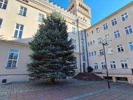Na Rynku już świątecznie. 15-metrowa choinka już stoi