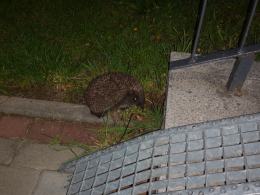 Jesień to bardzo trudny czas dla jeży. Jak można im pomóc?