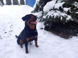 Skandur - nowy pies w prudnickiej komendzie
