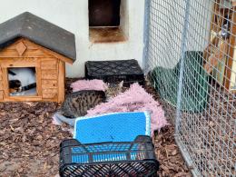 Psy, koty czekają na adopcję, jednak to zły pomysł na prezent