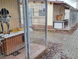 Psy, koty czekają na adopcję, jednak to zły pomysł na prezent