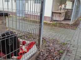 Psy, koty czekają na adopcję, jednak to zły pomysł na prezent