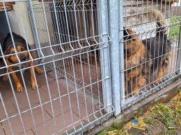 Psy, koty czekają na adopcję, jednak to zły pomysł na prezent