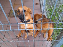 Psy, koty czekają na adopcję, jednak to zły pomysł na prezent