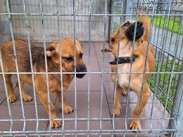 Psy, koty czekają na adopcję, jednak to zły pomysł na prezent