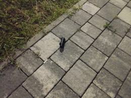 Ściął sygnalizator i oddalił się z miejsca zdarzenia