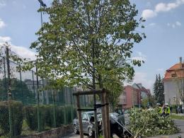 Stracił panowanie i wjechał na pas zieleni