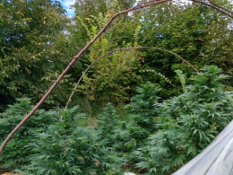 Plantacja marihuany w gminie Wilków zlikwidowana