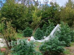 Plantacja marihuany w gminie Wilków zlikwidowana