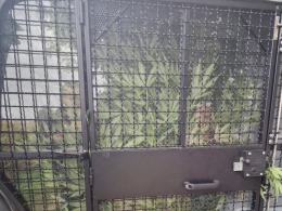 Plantacja marihuany w gminie Wilków zlikwidowana