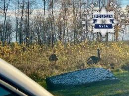 Niecodzienna interwencja policjantów z udziałem strusi!
