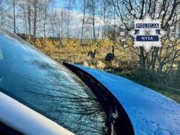 Niecodzienna interwencja policjantów z udziałem strusi!