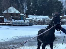 Koń wpadł do stawu w miejscowości Leśna - interwencja strażaków