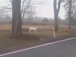 Czytelniczka uchwyciła rzadki widok (WIDEO)
