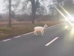 Czytelniczka uchwyciła rzadki widok (WIDEO)