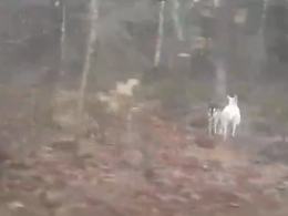 Czytelniczka uchwyciła rzadki widok (WIDEO)