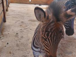 Nowe narodziny w opolskim zoo