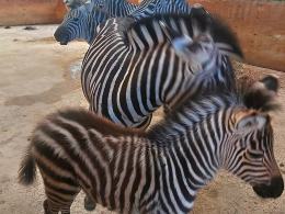 Nowe narodziny w opolskim zoo