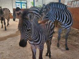 Nowe narodziny w opolskim zoo