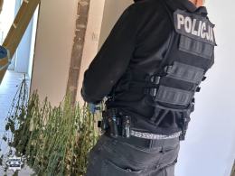 Sprzęt, namioty, suszarnia - 37-latek z Wrocławia odpowie za uprawę marihuany